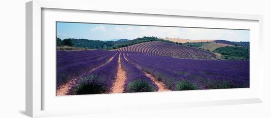 Lavender and Corn Fields in Summer, Provence-Alpes-Cote D'Azur, France-null-Framed Photographic Print