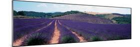 Lavender and Corn Fields in Summer, Provence-Alpes-Cote D'Azur, France-null-Mounted Photographic Print