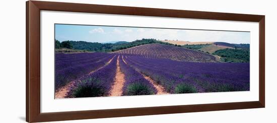 Lavender and Corn Fields in Summer, Provence-Alpes-Cote D'Azur, France-null-Framed Photographic Print