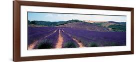 Lavender and Corn Fields in Summer, Provence-Alpes-Cote D'Azur, France-null-Framed Photographic Print