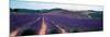 Lavender and Corn Fields in Summer, Provence-Alpes-Cote D'Azur, France-null-Mounted Photographic Print