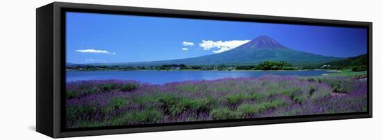 Lavender and Lake Kawaguchi Yamanashi Japan-null-Framed Stretched Canvas