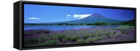 Lavender and Lake Kawaguchi Yamanashi Japan-null-Framed Stretched Canvas