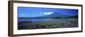 Lavender and Lake Kawaguchi Yamanashi Japan-null-Framed Photographic Print