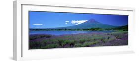 Lavender and Lake Kawaguchi Yamanashi Japan-null-Framed Photographic Print