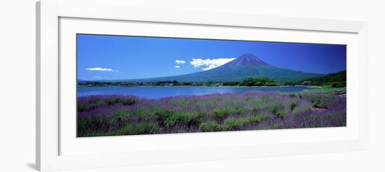 Lavender and Lake Kawaguchi Yamanashi Japan-null-Framed Photographic Print