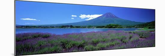 Lavender and Lake Kawaguchi Yamanashi Japan-null-Mounted Photographic Print