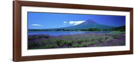 Lavender and Lake Kawaguchi Yamanashi Japan-null-Framed Photographic Print