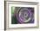 Lavender and leaves-Heidi Westum-Framed Photographic Print