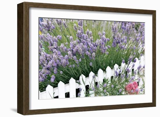 Lavender And Picket Fence-Tony Craddock-Framed Photographic Print