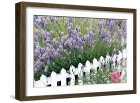 Lavender And Picket Fence-Tony Craddock-Framed Photographic Print