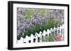 Lavender And Picket Fence-Tony Craddock-Framed Photographic Print