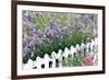 Lavender And Picket Fence-Tony Craddock-Framed Photographic Print