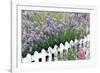 Lavender And Picket Fence-Tony Craddock-Framed Photographic Print