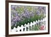 Lavender And Picket Fence-Tony Craddock-Framed Photographic Print