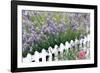 Lavender And Picket Fence-Tony Craddock-Framed Photographic Print