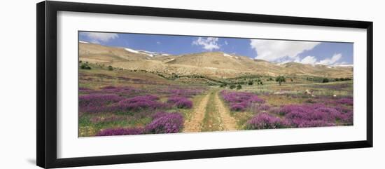 Lavender and Spring Flowers on Road from the Bekaa Valley to the Mount Lebanon Range, Lebanon-Gavin Hellier-Framed Photographic Print