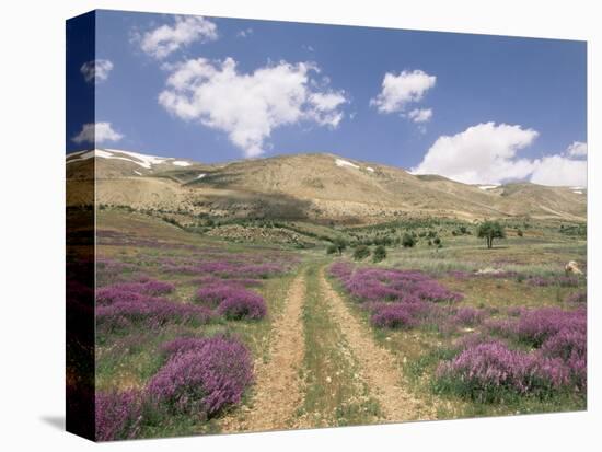 Lavender and Spring Flowers on the Road from the Bekaa Valley to the Mount Lebanon Range, Lebanon-Gavin Hellier-Stretched Canvas