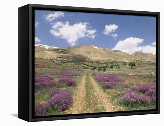Lavender and Spring Flowers on the Road from the Bekaa Valley to the Mount Lebanon Range, Lebanon-Gavin Hellier-Framed Stretched Canvas