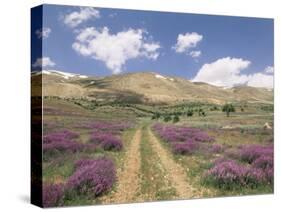 Lavender and Spring Flowers on the Road from the Bekaa Valley to the Mount Lebanon Range, Lebanon-Gavin Hellier-Stretched Canvas