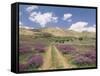 Lavender and Spring Flowers on the Road from the Bekaa Valley to the Mount Lebanon Range, Lebanon-Gavin Hellier-Framed Stretched Canvas