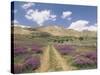 Lavender and Spring Flowers on the Road from the Bekaa Valley to the Mount Lebanon Range, Lebanon-Gavin Hellier-Stretched Canvas