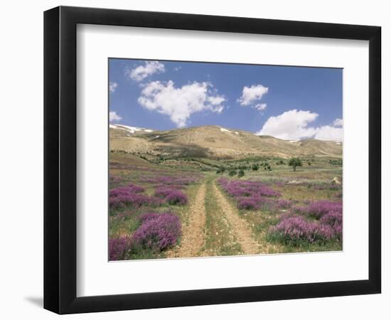 Lavender and Spring Flowers on the Road from the Bekaa Valley to the Mount Lebanon Range, Lebanon-Gavin Hellier-Framed Photographic Print