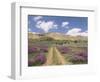 Lavender and Spring Flowers on the Road from the Bekaa Valley to the Mount Lebanon Range, Lebanon-Gavin Hellier-Framed Photographic Print