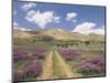 Lavender and Spring Flowers on the Road from the Bekaa Valley to the Mount Lebanon Range, Lebanon-Gavin Hellier-Mounted Photographic Print