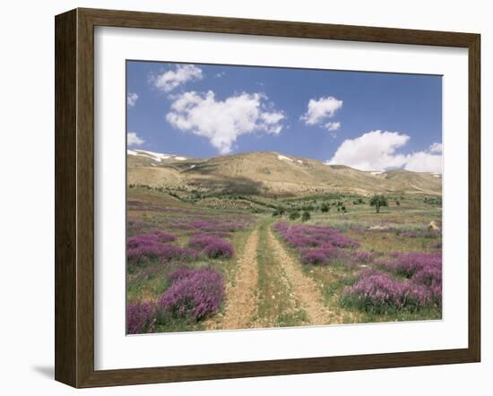 Lavender and Spring Flowers on the Road from the Bekaa Valley to the Mount Lebanon Range, Lebanon-Gavin Hellier-Framed Photographic Print