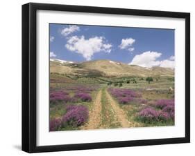 Lavender and Spring Flowers on the Road from the Bekaa Valley to the Mount Lebanon Range, Lebanon-Gavin Hellier-Framed Photographic Print