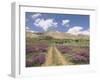 Lavender and Spring Flowers on the Road from the Bekaa Valley to the Mount Lebanon Range, Lebanon-Gavin Hellier-Framed Photographic Print