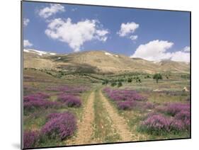 Lavender and Spring Flowers on the Road from the Bekaa Valley to the Mount Lebanon Range, Lebanon-Gavin Hellier-Mounted Photographic Print