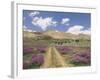 Lavender and Spring Flowers on the Road from the Bekaa Valley to the Mount Lebanon Range, Lebanon-Gavin Hellier-Framed Photographic Print