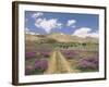 Lavender and Spring Flowers on the Road from the Bekaa Valley to the Mount Lebanon Range, Lebanon-Gavin Hellier-Framed Photographic Print