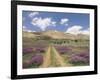 Lavender and Spring Flowers on the Road from the Bekaa Valley to the Mount Lebanon Range, Lebanon-Gavin Hellier-Framed Photographic Print