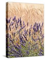 Lavender and Wheat, Provence, France-Nadia Isakova-Stretched Canvas