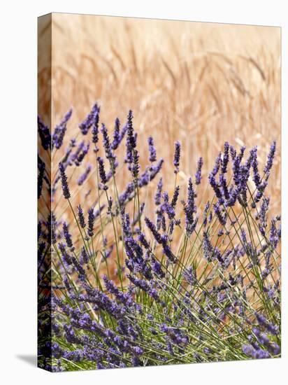 Lavender and Wheat, Provence, France-Nadia Isakova-Stretched Canvas