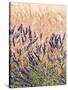 Lavender and Wheat, Provence, France-Nadia Isakova-Stretched Canvas