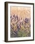Lavender and Wheat, Provence, France-Nadia Isakova-Framed Photographic Print