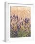 Lavender and Wheat, Provence, France-Nadia Isakova-Framed Photographic Print