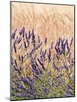 Lavender and Wheat, Provence, France-Nadia Isakova-Mounted Photographic Print