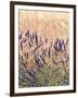 Lavender and Wheat, Provence, France-Nadia Isakova-Framed Photographic Print