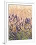 Lavender and Wheat, Provence, France-Nadia Isakova-Framed Photographic Print