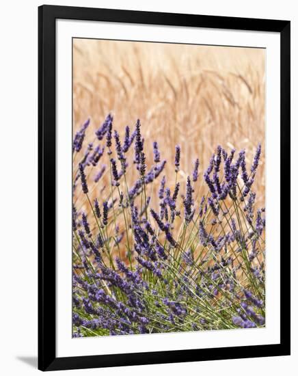 Lavender and Wheat, Provence, France-Nadia Isakova-Framed Photographic Print