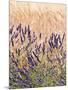 Lavender and Wheat, Provence, France-Nadia Isakova-Mounted Photographic Print