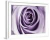 Lavender Bloom-Tracey Telik-Framed Art Print