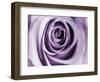 Lavender Bloom-Tracey Telik-Framed Art Print