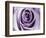 Lavender Bloom-Tracey Telik-Framed Art Print