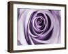 Lavender Bloom-Tracey Telik-Framed Art Print